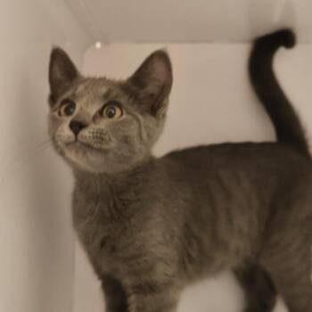 Buzzina -  Domestic Short Hair Cat for Adoption in Briarcliff Manor, New York - Buzzina | PetCurious