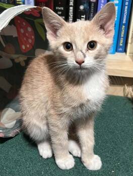 Peach 4 -  Domestic Short Hair Cat for Adoption in Tucson, Arizona - Peach 4 | PetCurious