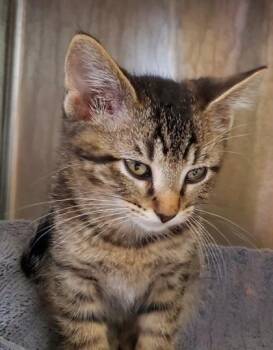 Markie -  Domestic Short Hair Cat for Adoption in Kansas City, Missouri - Markie | PetCurious