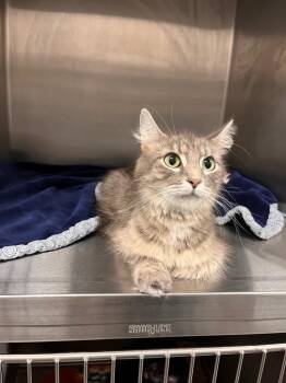 Sterling -  Domestic Short Hair Cat for Adoption in Clarksville, Tennessee - Sterling | PetCurious