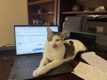 Domestic Short Hair Cats Available for Adoption - Lily | PetCurious