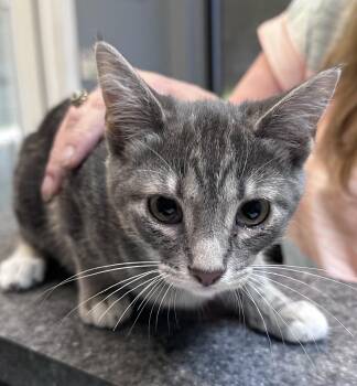 Tulip -  Domestic Short Hair Cat for Adoption in Dyersburg, Tennessee - Tulip | PetCurious