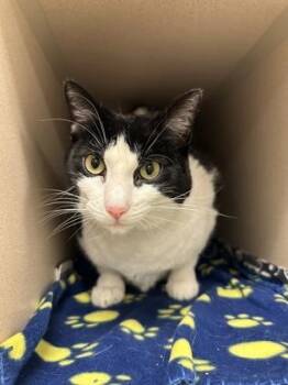 Domestic Short Hair Cats Available for Adoption in Quakertown, Pennsylvania - Pinky | PetCurious