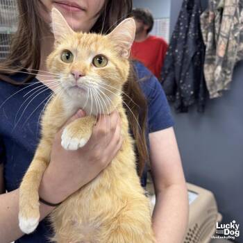 Domestic Short Hair Cats Available for Adoption in Washington, District Of Columbia - Kenna | PetCurious