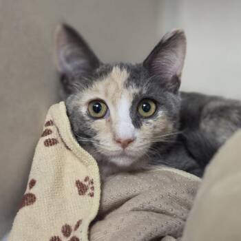 Bubbles -  Domestic Short Hair Cat for Adoption in Wantagh, New York - Bubbles | PetCurious