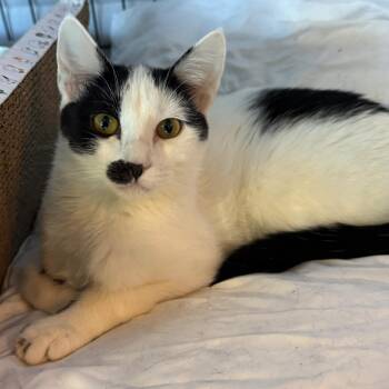 Rescue Domestic Short Hair Cats for Adoption in Mokena, Illinois - Portland | PetCurious