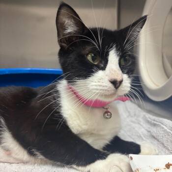 Mimosa -  Domestic Short Hair Cat for Adoption in Lakeland, Florida - Mimosa | PetCurious