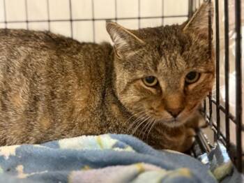 Rescue Domestic Short Hair Cats for Adoption in Fort Worth, Texas - King Rollo | PetCurious