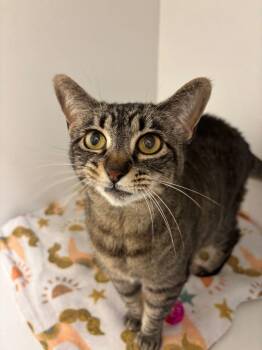Rescue Domestic Short Hair Cats for Adoption - Milly | PetCurious