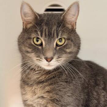 Domestic Short Hair Cats Available for Adoption in Champaign, Illinois - Sky | PetCurious