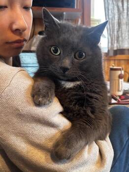 Jessie **Bonded with Max** -  Domestic Short Hair Cat Available for Adoption in Peru, New York - Jessie **Bonded With Max** | PetCurious