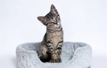 ELLIE -  Domestic Short Hair Cat for Adoption in Fort Lauderdale, Florida - ELLIE | PetCurious