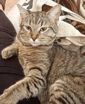 Hemingway -  Tabby Cat for Adoption in Philadelphia, Pennsylvania - Hemingway | PetCurious
