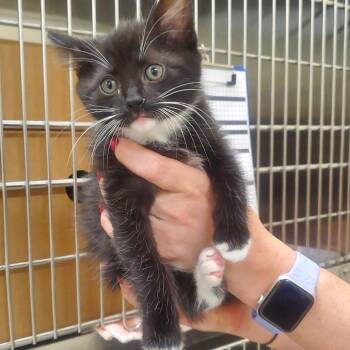 Domestic Short Hair Cats Available for Adoption - April Ludgate | PetCurious