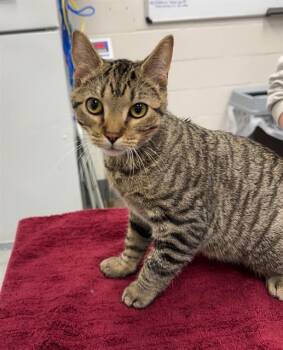 Rescue Domestic Short Hair Cats for Adoption in Peoria, Illinois - COOPER | PetCurious