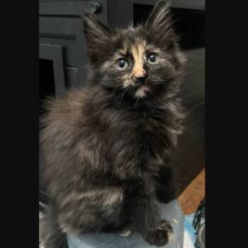Rosie Coleman -  Domestic Medium Hair Cat for Adoption in Morrison, Colorado - Rosie Coleman | PetCurious