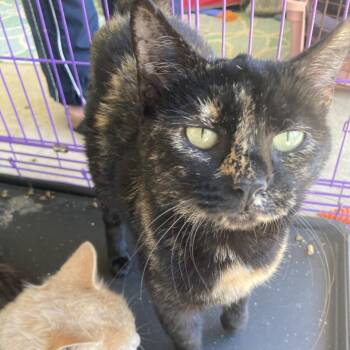 Rescue Domestic Short Hair Cats for Adoption in South Riding, Virginia - Mellie | PetCurious