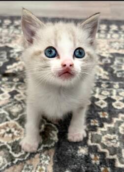Siamese and Domestic Short Hair Cats Available for Adoption in Campbell, California - Turtle | PetCurious
