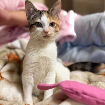 Detour -  Domestic Short Hair Cat for Adoption - Detour | PetCurious