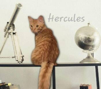 Rescue Maine Coon and Domestic Medium Hair Cats for Adoption in Houston, Texas - Hercules #strong-man? | PetCurious