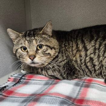 Domestic Short Hair Cats Available for Adoption in Milford, Iowa - Bobby | PetCurious