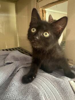 Sadie -  Domestic Short Hair Cat for Adoption in Yardley, Pennsylvania - Sadie | PetCurious