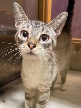 Cecilia -  Siamese Cat for Adoption in Little Rock, Arkansas - Cecilia | PetCurious