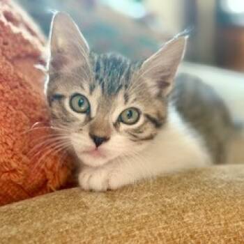 Rescue Domestic Short Hair Cats for Adoption in Spokane, Washington - Uzi | PetCurious