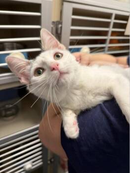 American Shorthair Cats Available for Adoption - Rylee | PetCurious