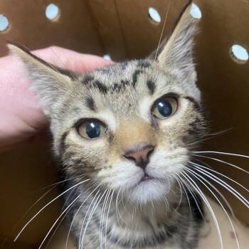Ali -  Domestic Short Hair Cat for Adoption in Philadelphia, Pennsylvania - Ali | PetCurious