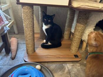 Rescue Domestic Short Hair Cats for Adoption in Peru, Illinois - Kickflip | PetCurious