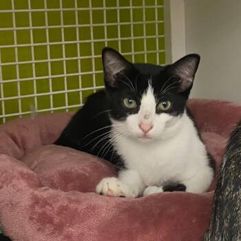 Sylvester -  Domestic Short Hair Cat for Adoption in Tallahassee, Florida - Sylvester | PetCurious