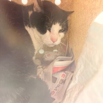 Rescue Domestic Short Hair Cats for Adoption in Philadelphia, Pennsylvania - Junie | PetCurious