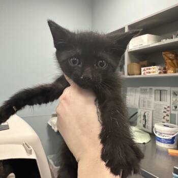 Domestic Short Hair Cats Available for Adoption in Greensboro, North Carolina - Totally Tuna | PetCurious