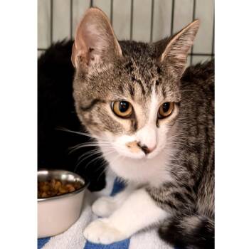Silver Spoon -  Domestic Short Hair Cat for Adoption in Austin, Texas - Silver Spoon | PetCurious