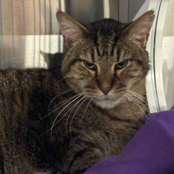 Chip Skylark -  Domestic Short Hair Cat for Adoption in Dearborn, Michigan - Chip Skylark | PetCurious