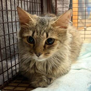 Maybell -  Domestic Medium Hair Cat for Adoption in Chattanooga, Tennessee - Maybell | PetCurious