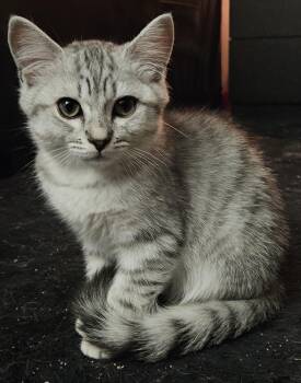 Knox -  Egyptian Mau Cat for Adoption in City Of Industry, California - Knox | PetCurious