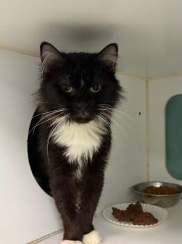 Domestic Medium Hair Cats Available for Adoption - Petra | PetCurious