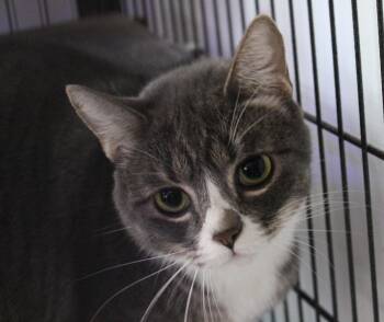 Rescue Domestic Short Hair Cats for Adoption in Turlock, California - 1220-2405 | PetCurious