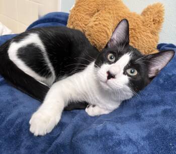 Domestic Short Hair Cats Available for Adoption - Murray | PetCurious
