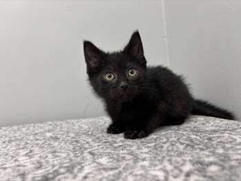 Domestic Short Hair Cats Available for Adoption in Frankfort, Indiana - Kiwi | PetCurious