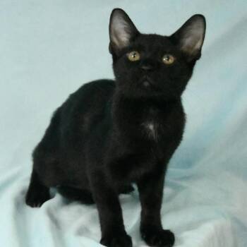 Kinsley -  Domestic Short Hair Cat for Adoption in Hattiesburg, Mississippi - Kinsley | PetCurious