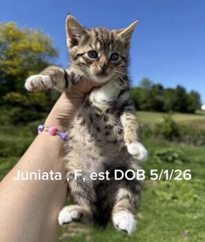 Juniata -  Tabby and Domestic Short Hair Cat for Adoption in Shrewsbury, Massachusetts - Juniata | PetCurious