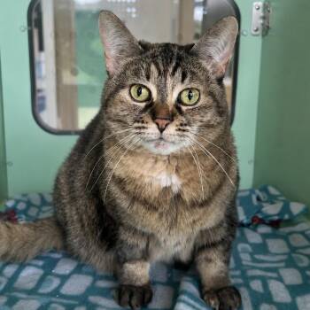 Noel -  Domestic Short Hair Cat for Adoption in Pontiac, Michigan - Noel | PetCurious