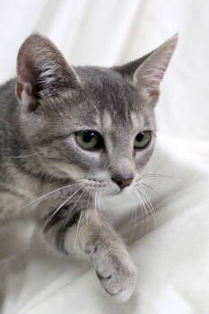 Rescue Tabby and Domestic Short Hair Cats for Adoption in Buford, Georgia - Osaka | PetCurious