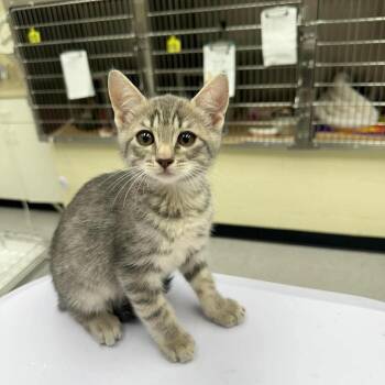 Mallory -  Domestic Short Hair Cat for Adoption in Leander, Texas - Mallory | PetCurious