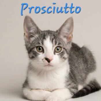 Prosciutto -  Domestic Short Hair Cat for Adoption in Jessup, Maryland - Prosciutto | PetCurious