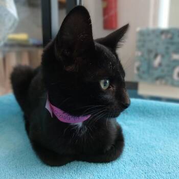 Pampas -  Domestic Short Hair Cat for Adoption in Fairport, New York - Pampas | PetCurious