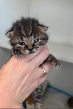 Dylan -  Domestic Short Hair Cat for Adoption in Greenfield, Indiana - Dylan | PetCurious